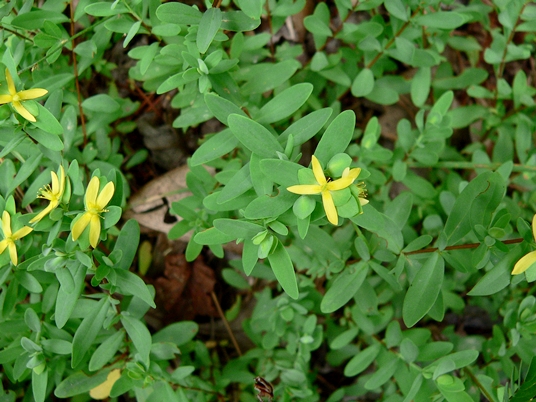 {Hypericum stragulum}